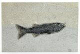 Uncommon Fish Fossil (Mioplosus) - Wyoming #269781-1